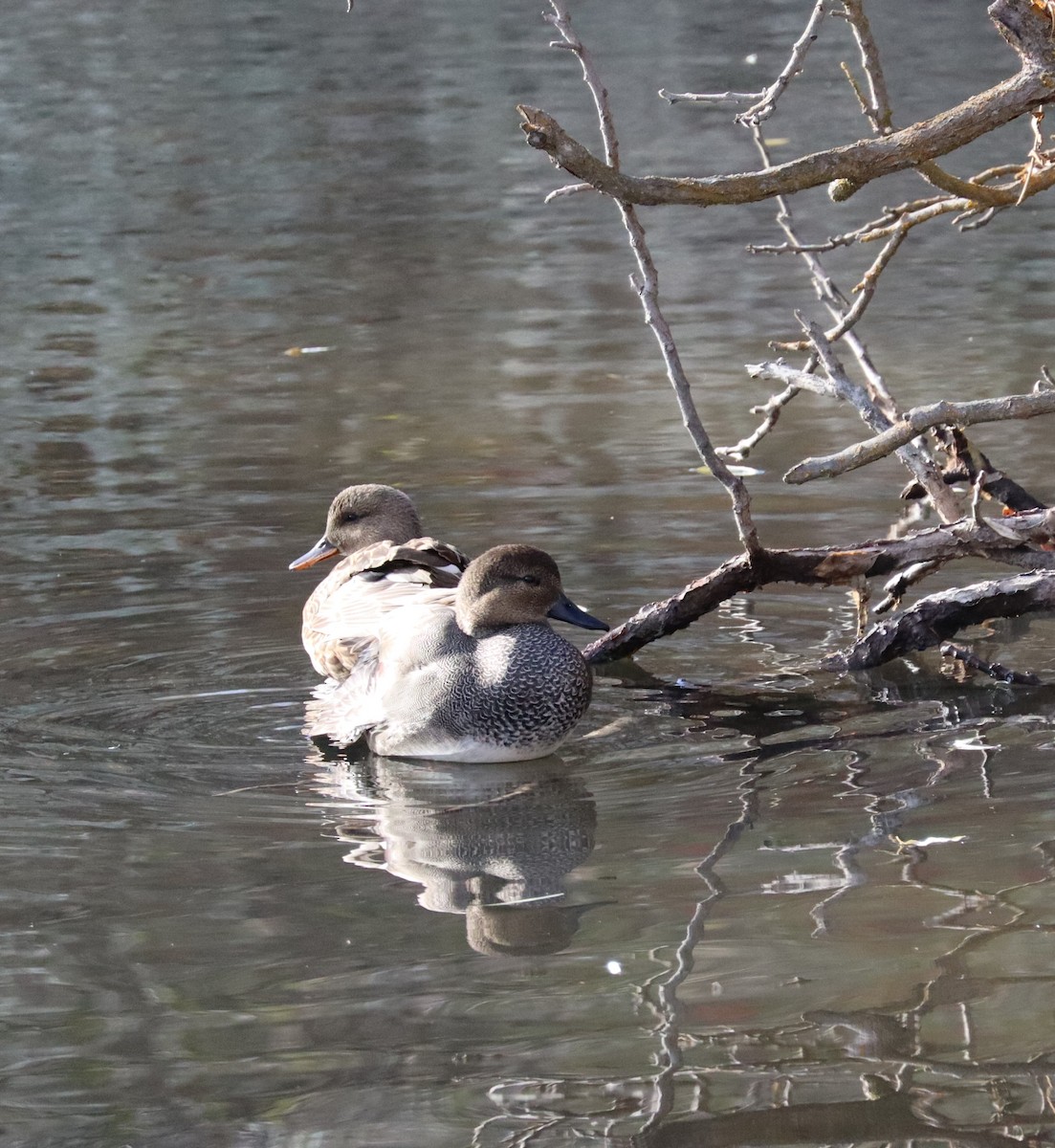 kopřivka obecná - ML626938821