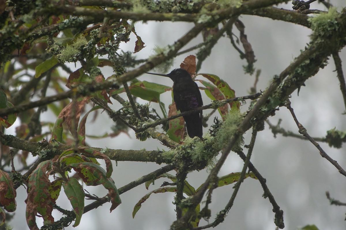 Blue-throated Starfrontlet - ML626938836