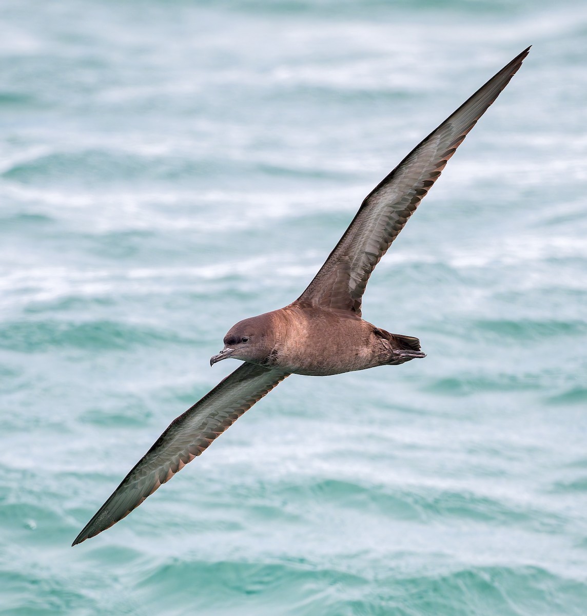 Short-tailed Shearwater - Richard Simmonds