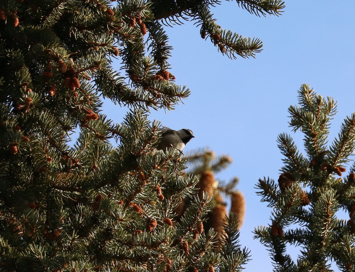 sýkora horská - ML626938964