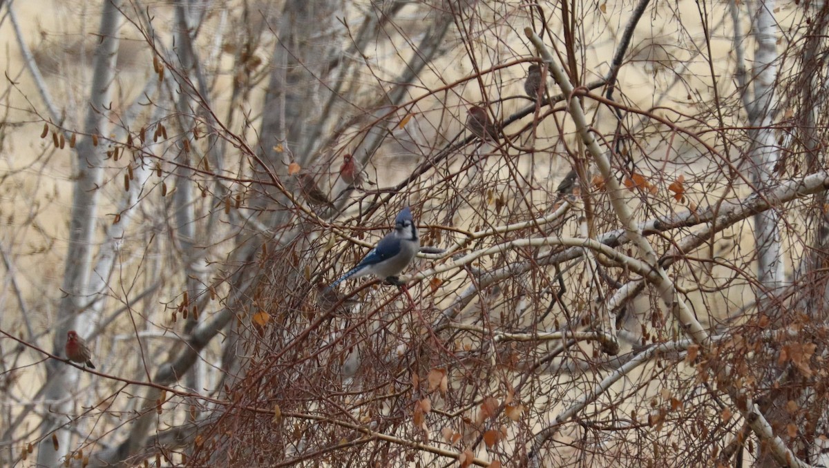 sojka chocholatá - ML626939025