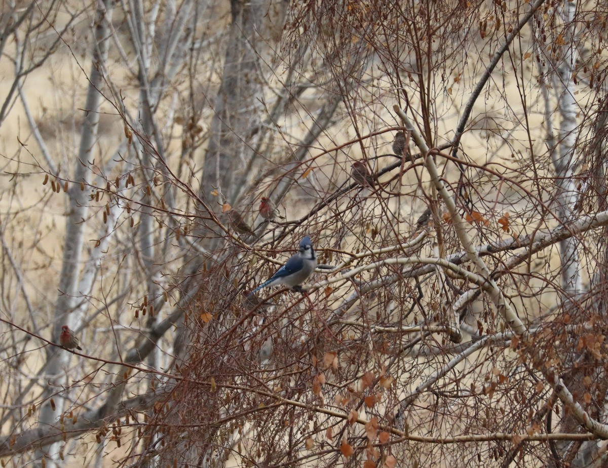 sojka chocholatá - ML626939026