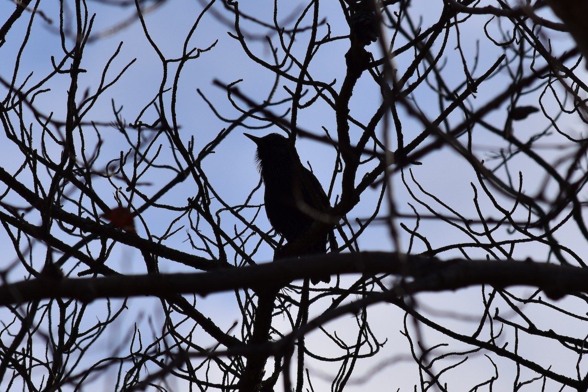 European Starling - ML626939127