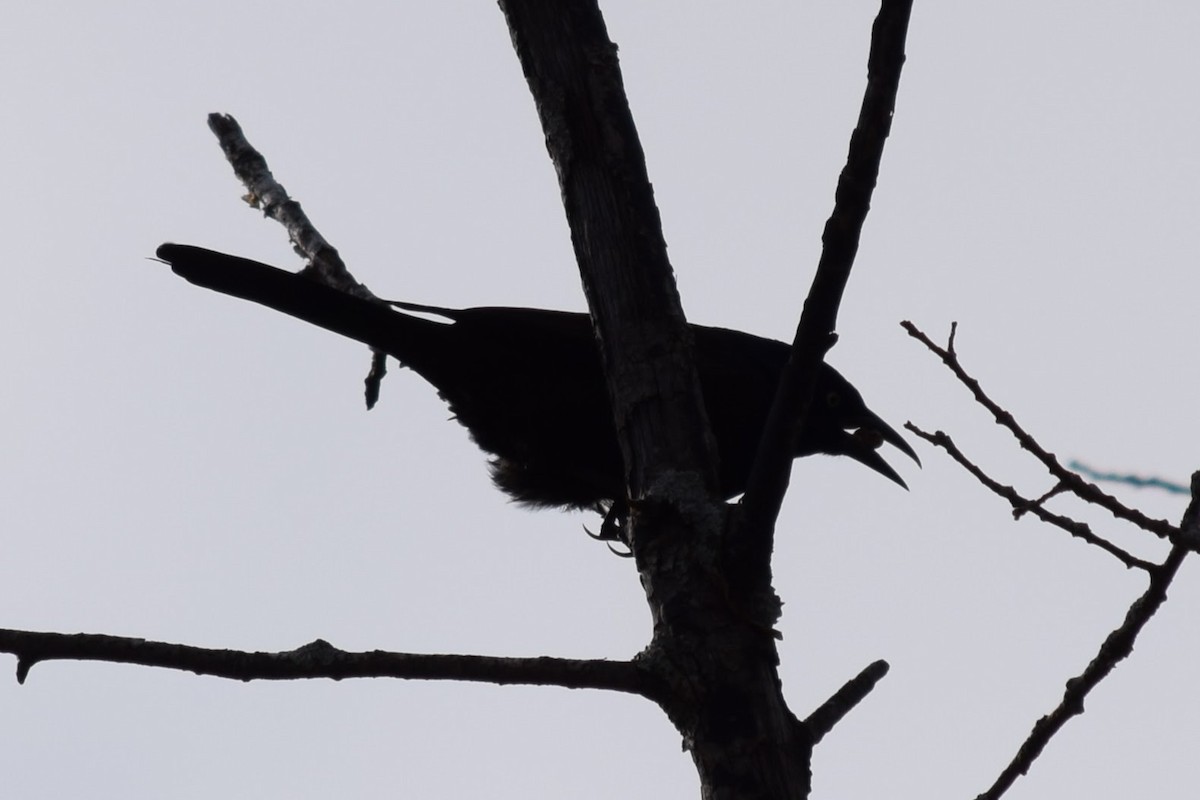 Common Grackle - ML626939167
