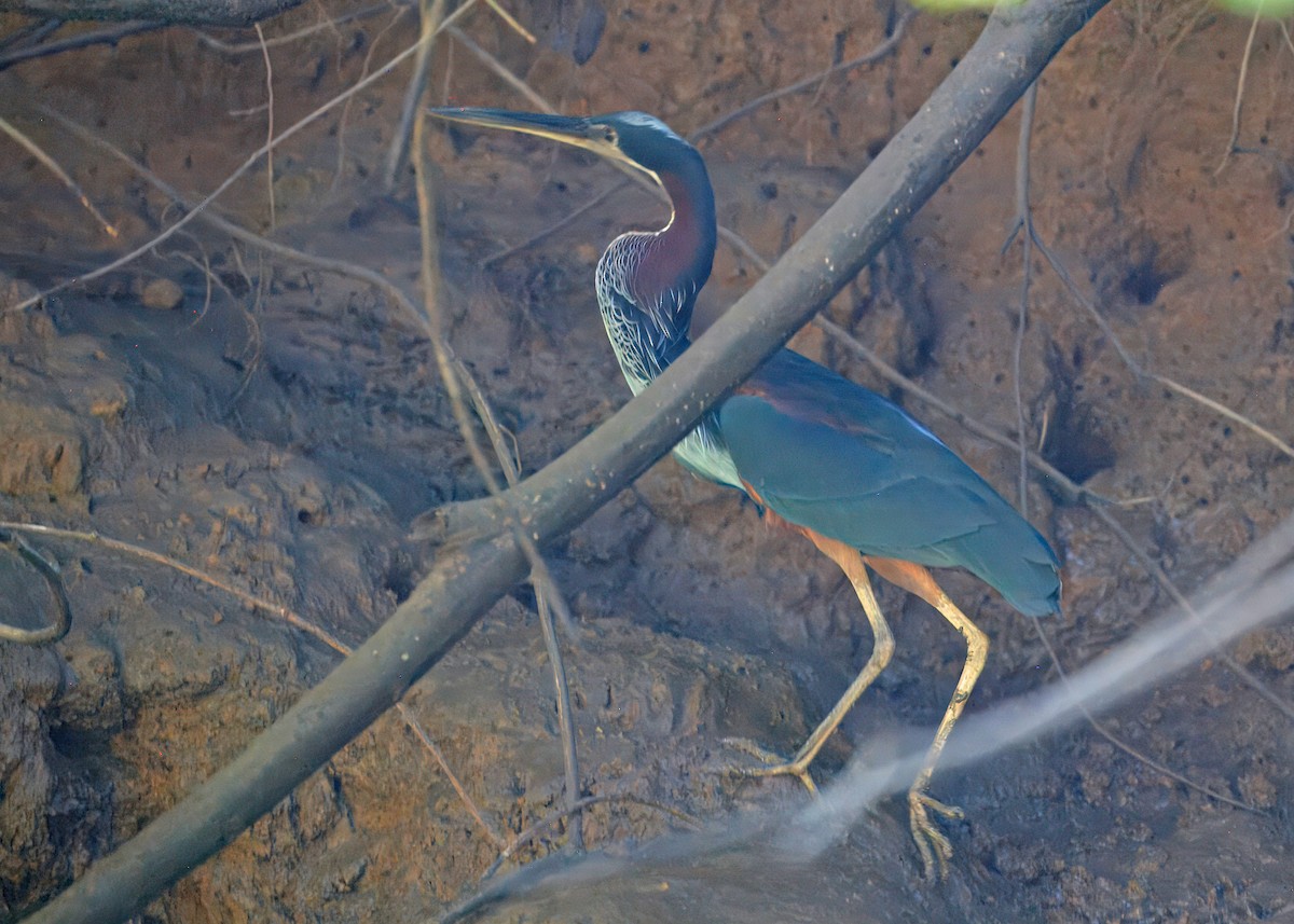 Agami Heron - ML626939576