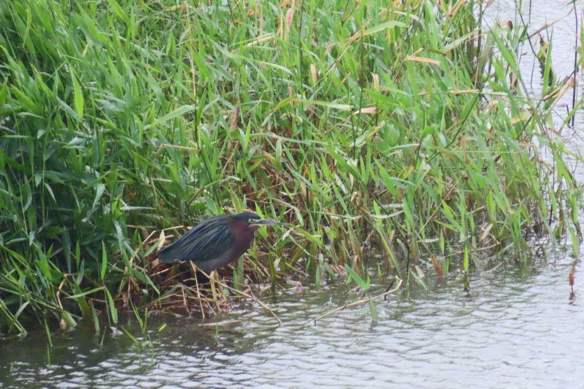 Green Heron - ML626939953