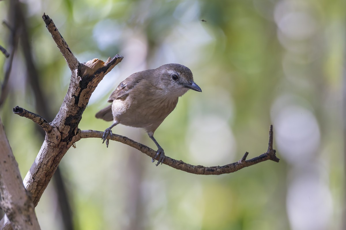Arafura Shrikethrush - ML626939958