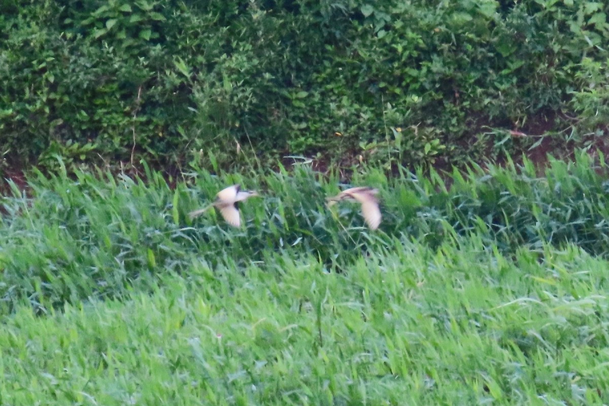 Southern Lapwing - ML626939991