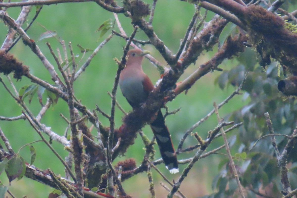 Squirrel Cuckoo - ML626940002