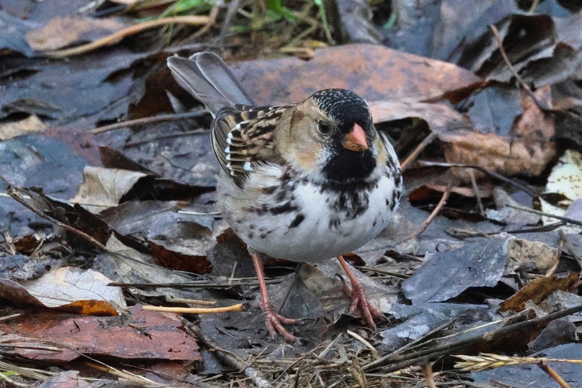 Harris's Sparrow - ML626940286