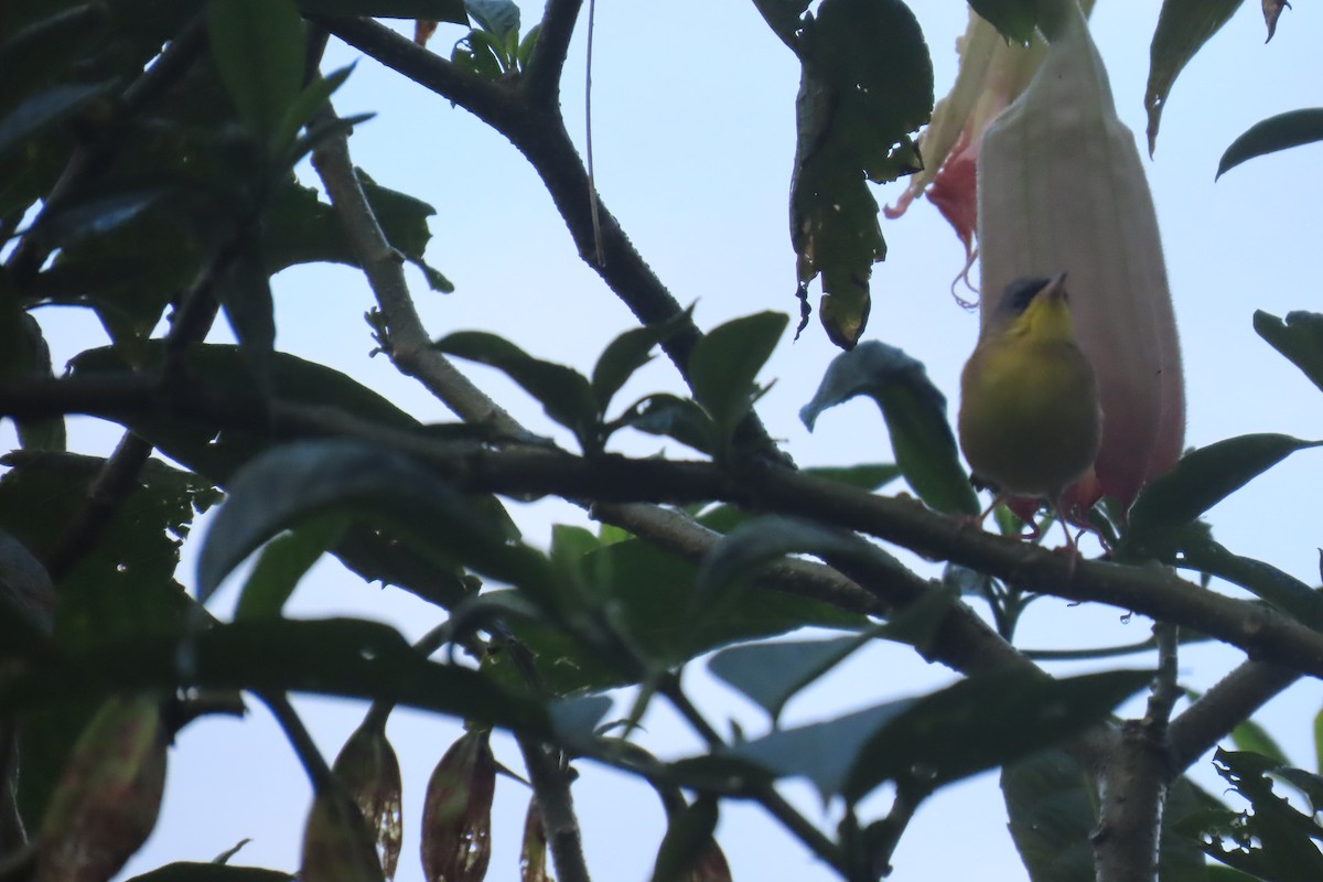 Gray-crowned Yellowthroat - ML626940318