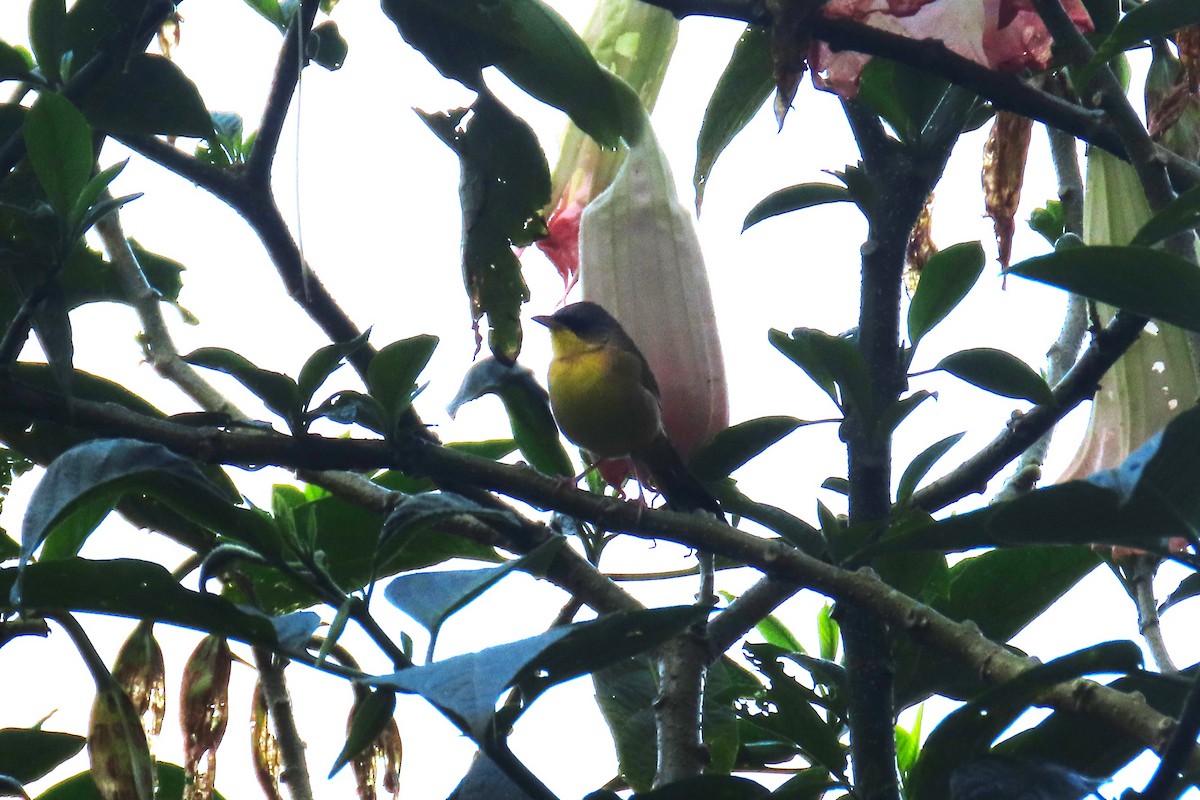 Gray-crowned Yellowthroat - ML626940323