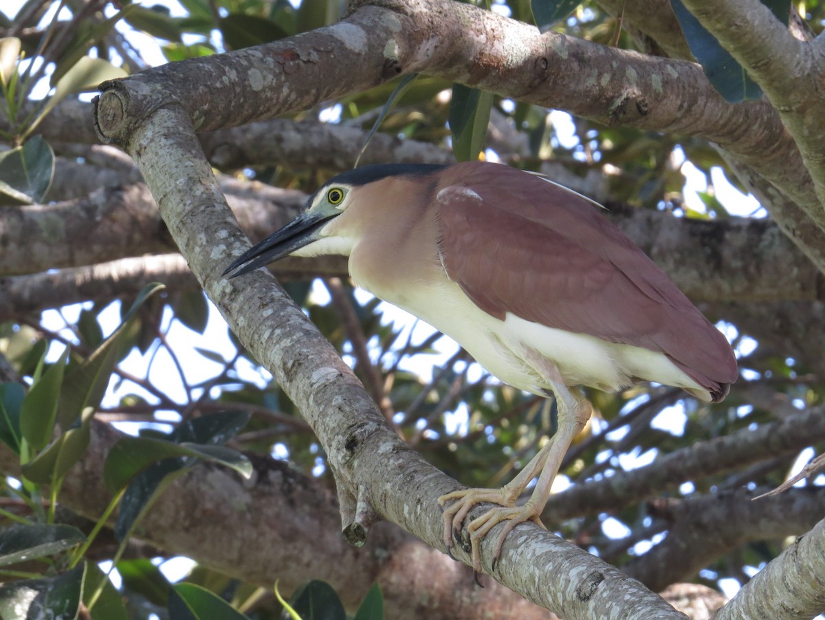 Nankeen Night Heron - ML626940359