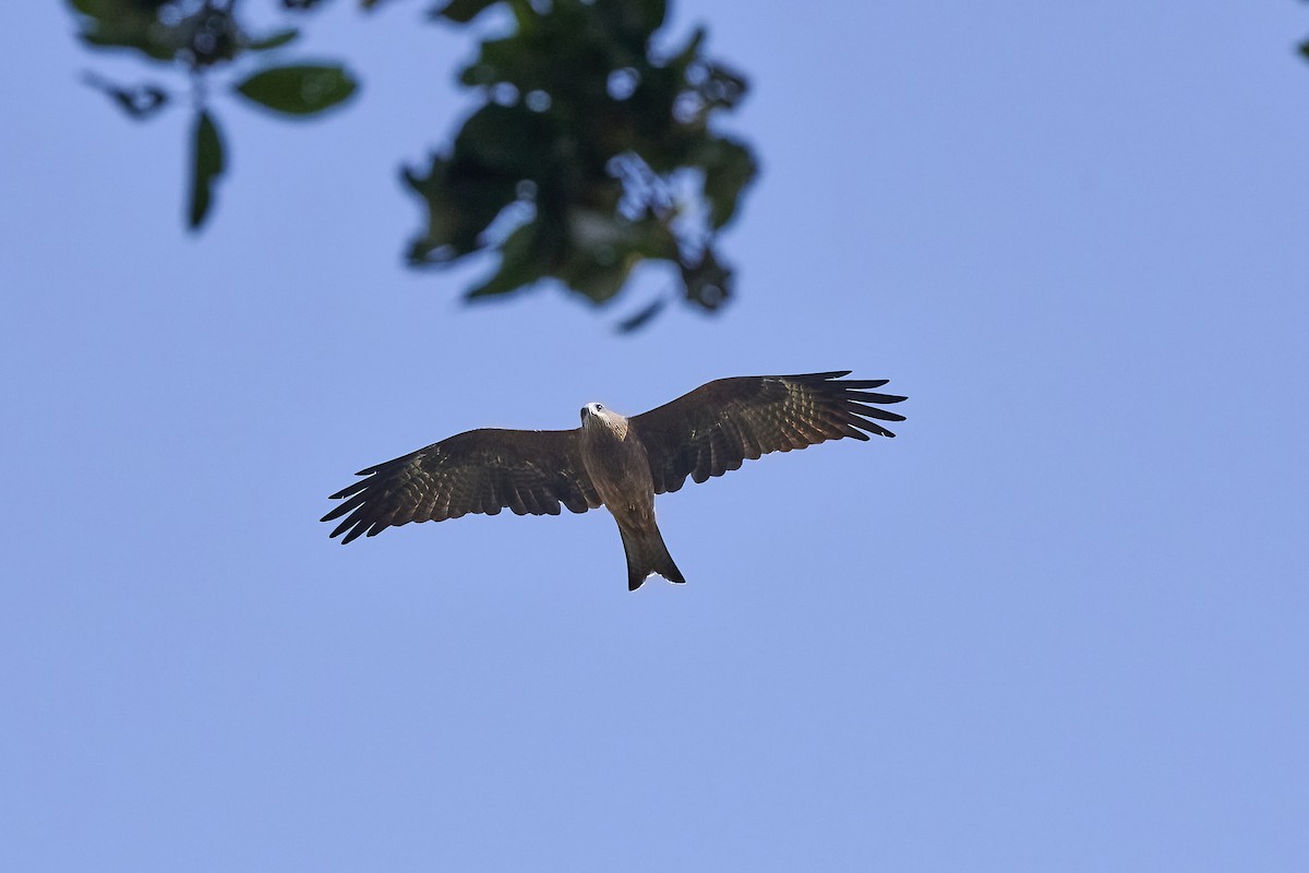 Сохор элээ - ML626940627