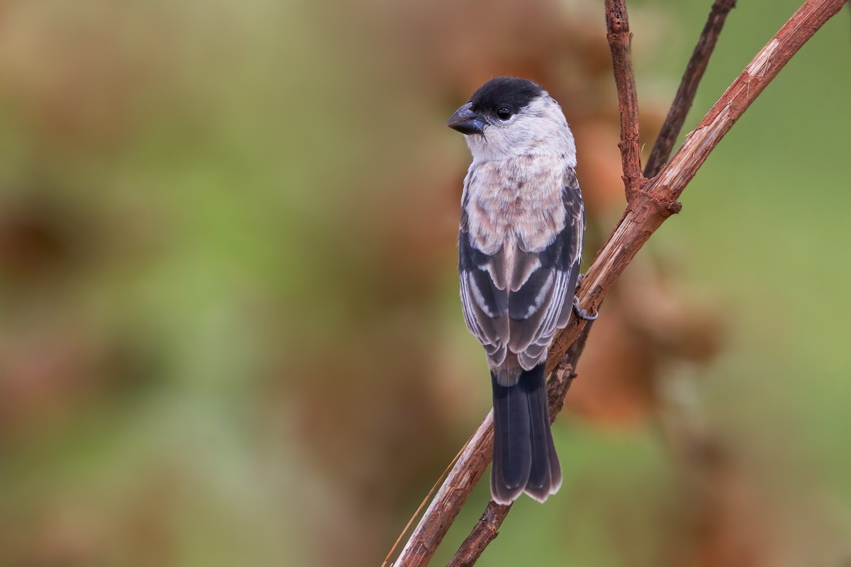 Pearly-bellied Seedeater - ML626940720
