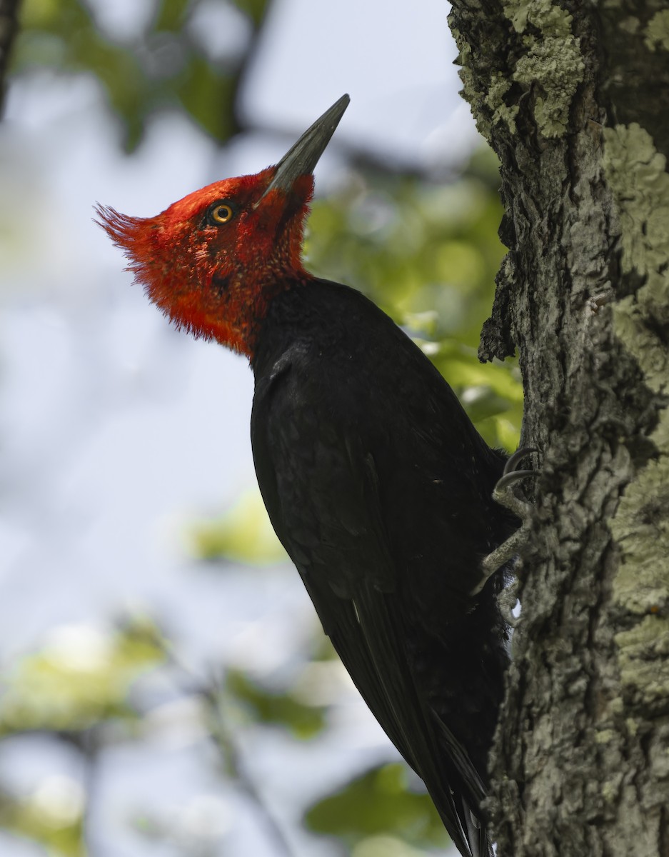 Magellanic Woodpecker - ML626940739