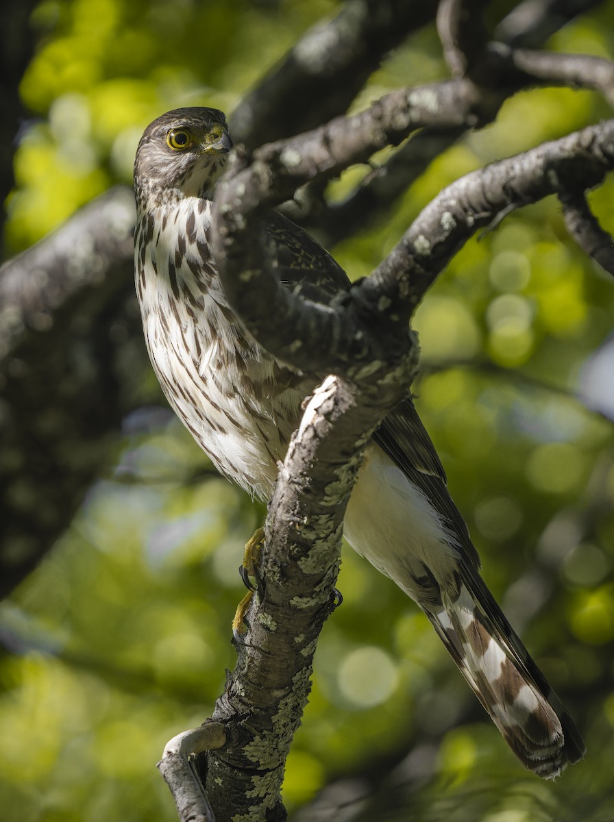 Chilean Hawk - ML626940757