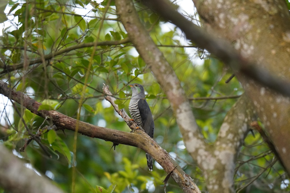 Himalayan Cuckoo - ML626940798