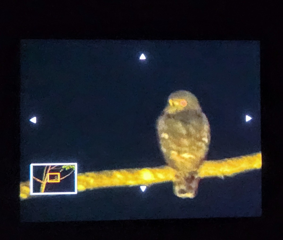 Бор ууль - ML626941082