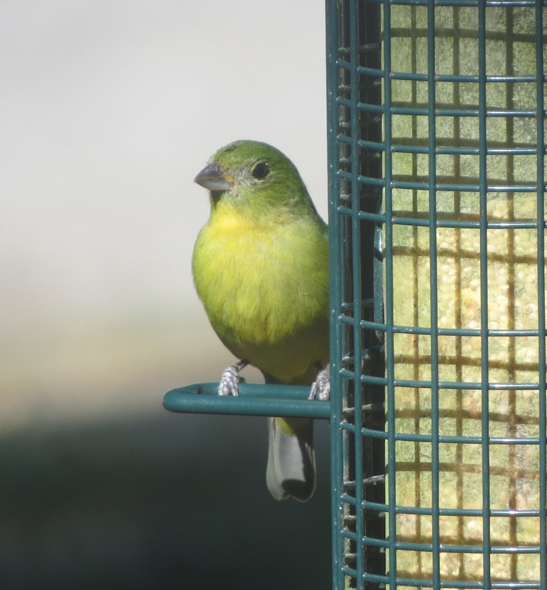 Painted Bunting - ML626941339