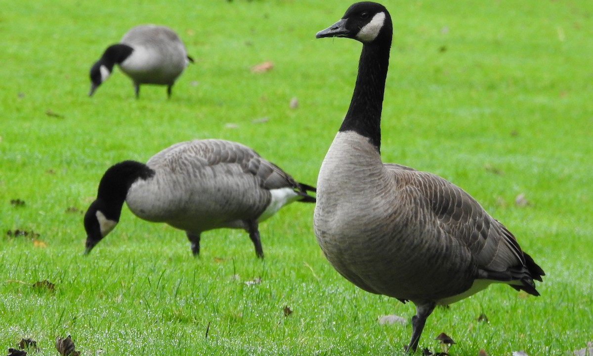 Canada Goose - ML626941432