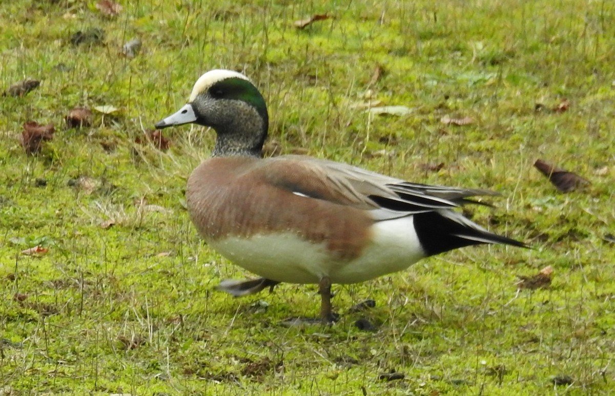 American Wigeon - ML626941486