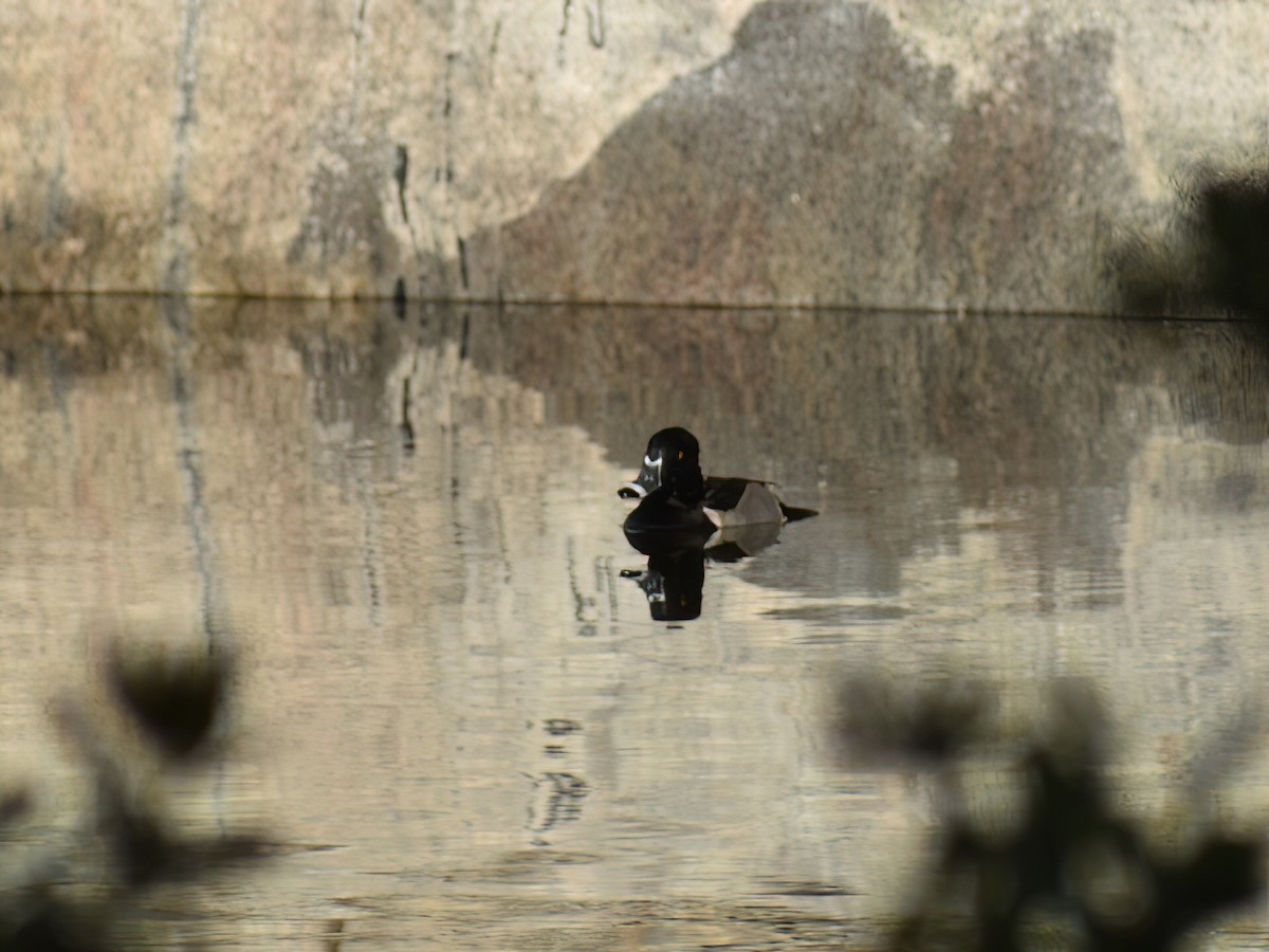Ring-necked Duck - ML626941566