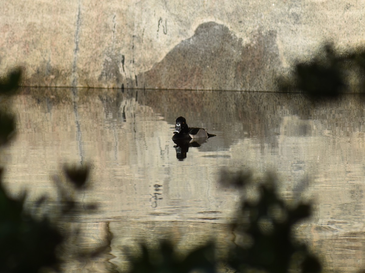 Ring-necked Duck - ML626941571