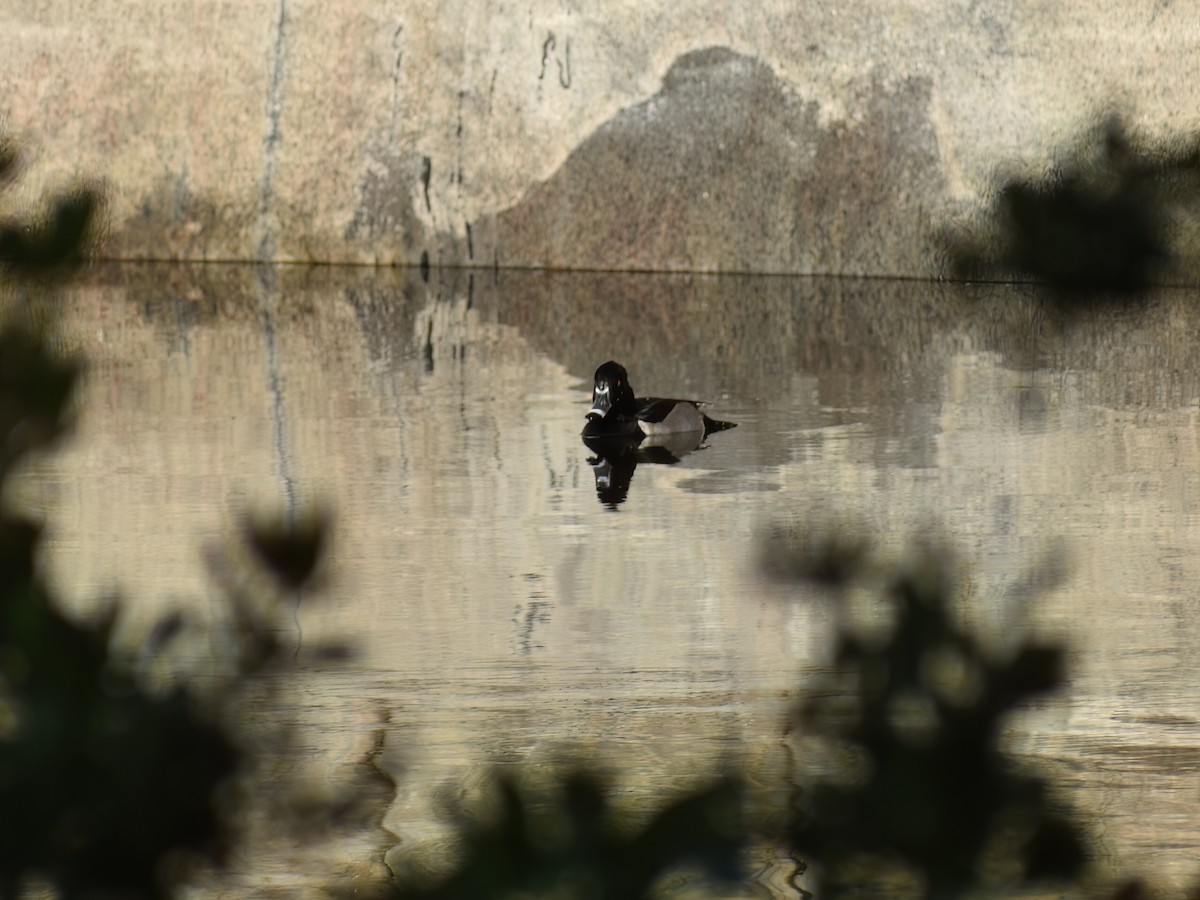 Ring-necked Duck - ML626941585