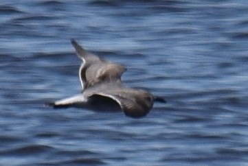 Laughing Gull - ML626941655