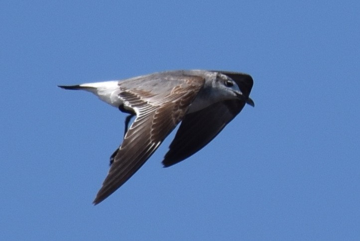 Laughing Gull - ML626941656