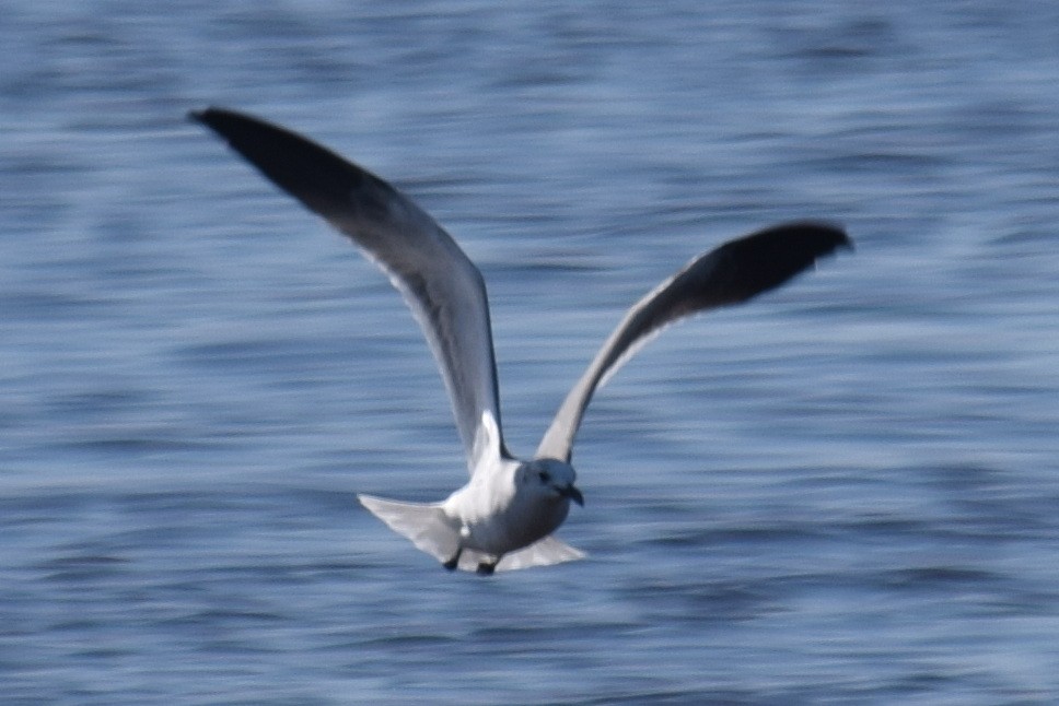 Laughing Gull - ML626941657