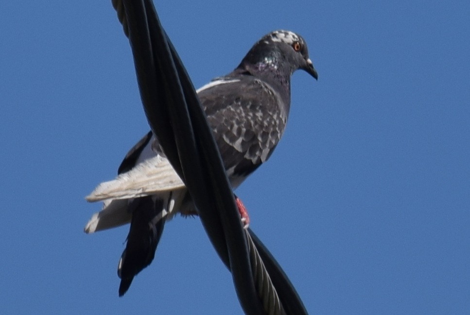 Rock Pigeon (Feral Pigeon) - ML626941702