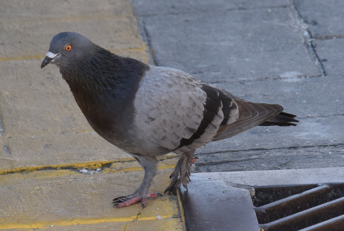 Rock Pigeon (Feral Pigeon) - ML626941704