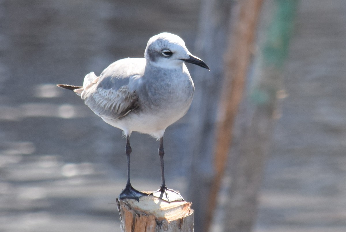 Laughing Gull - ML626941714