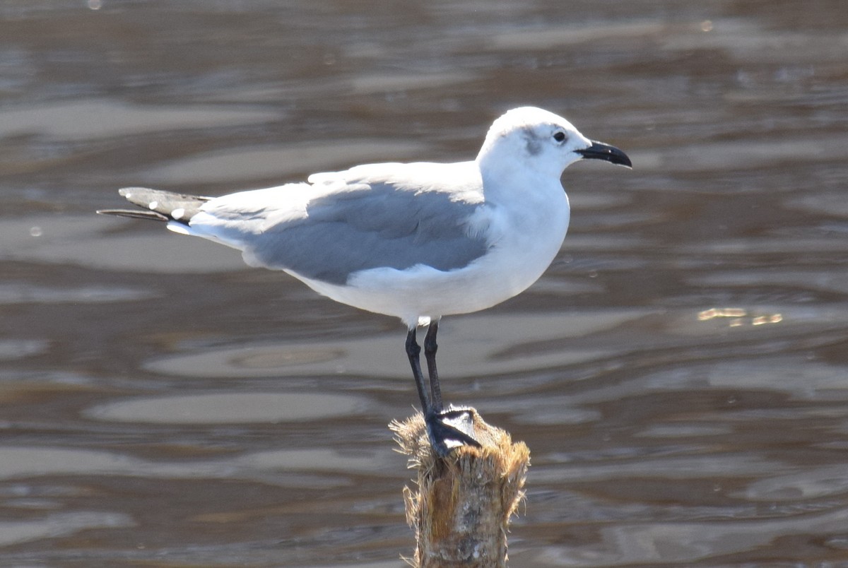 Laughing Gull - ML626941716