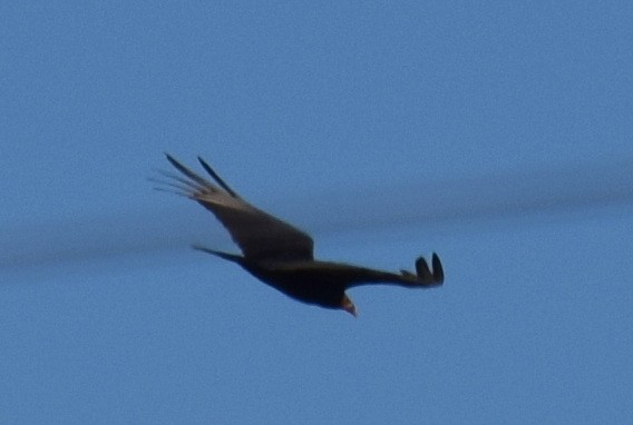 Turkey Vulture - ML626941754