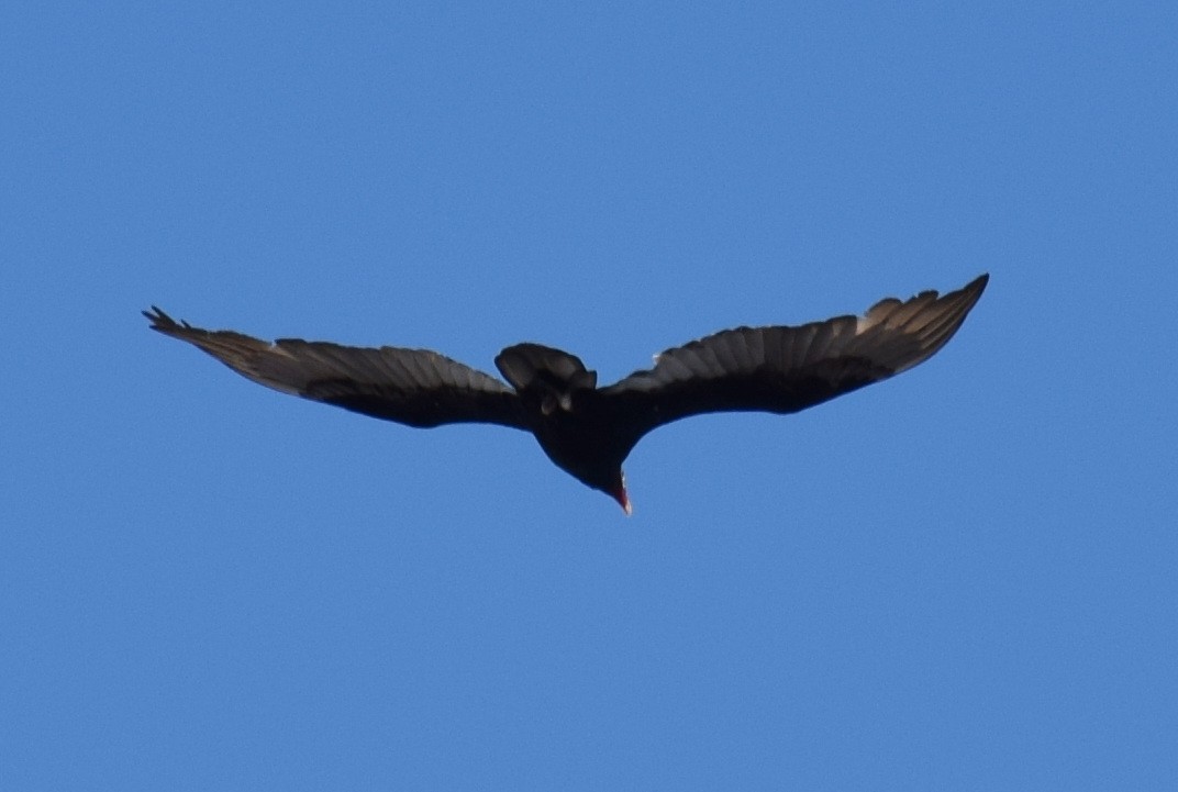 Turkey Vulture - ML626941755