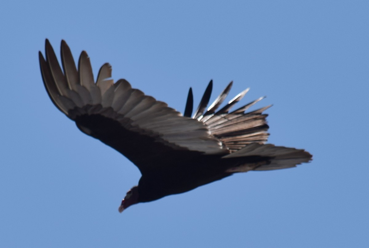 Turkey Vulture - ML626941756