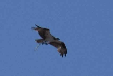 Osprey - ML626941763