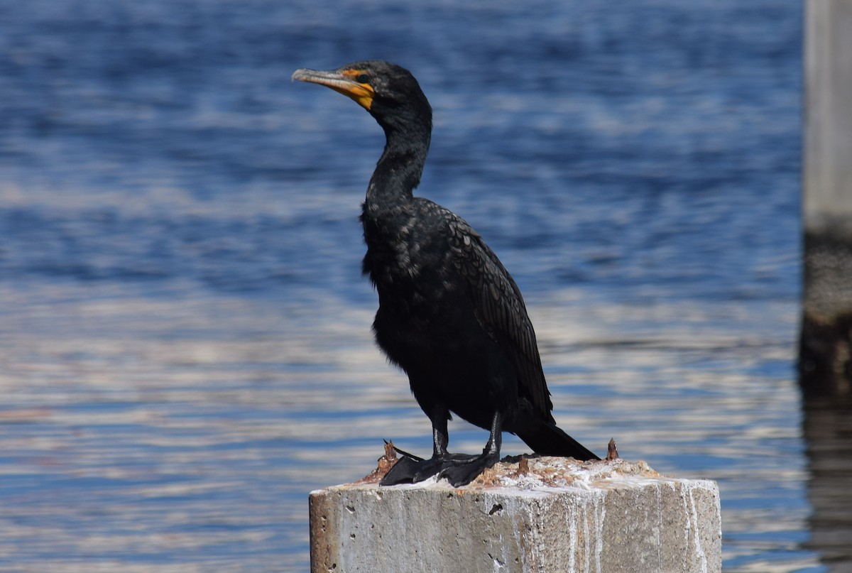 Double-crested Cormorant - ML626941768