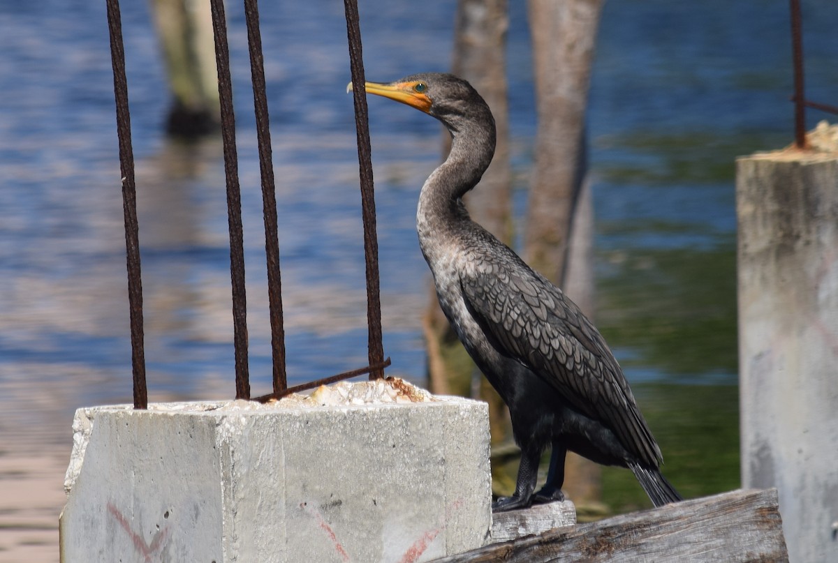 Double-crested Cormorant - ML626941769