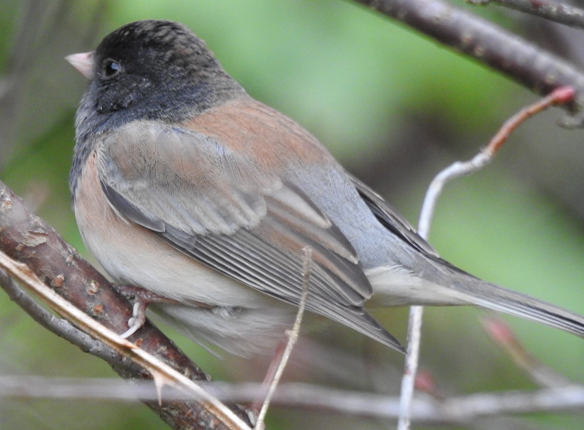 Dark-eyed Junco - ML626941773