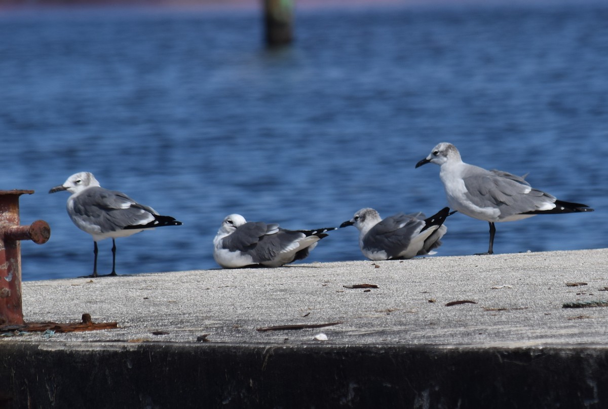 Laughing Gull - ML626941792