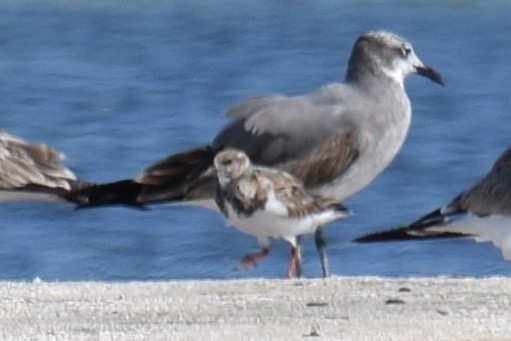 Ruddy Turnstone - ML626941798