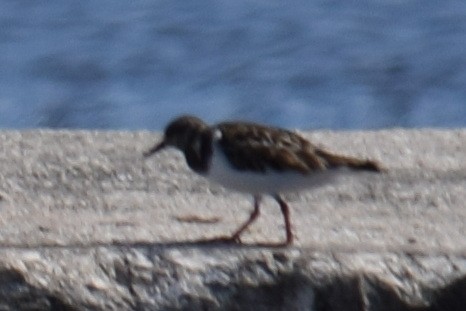 Ruddy Turnstone - ML626941805