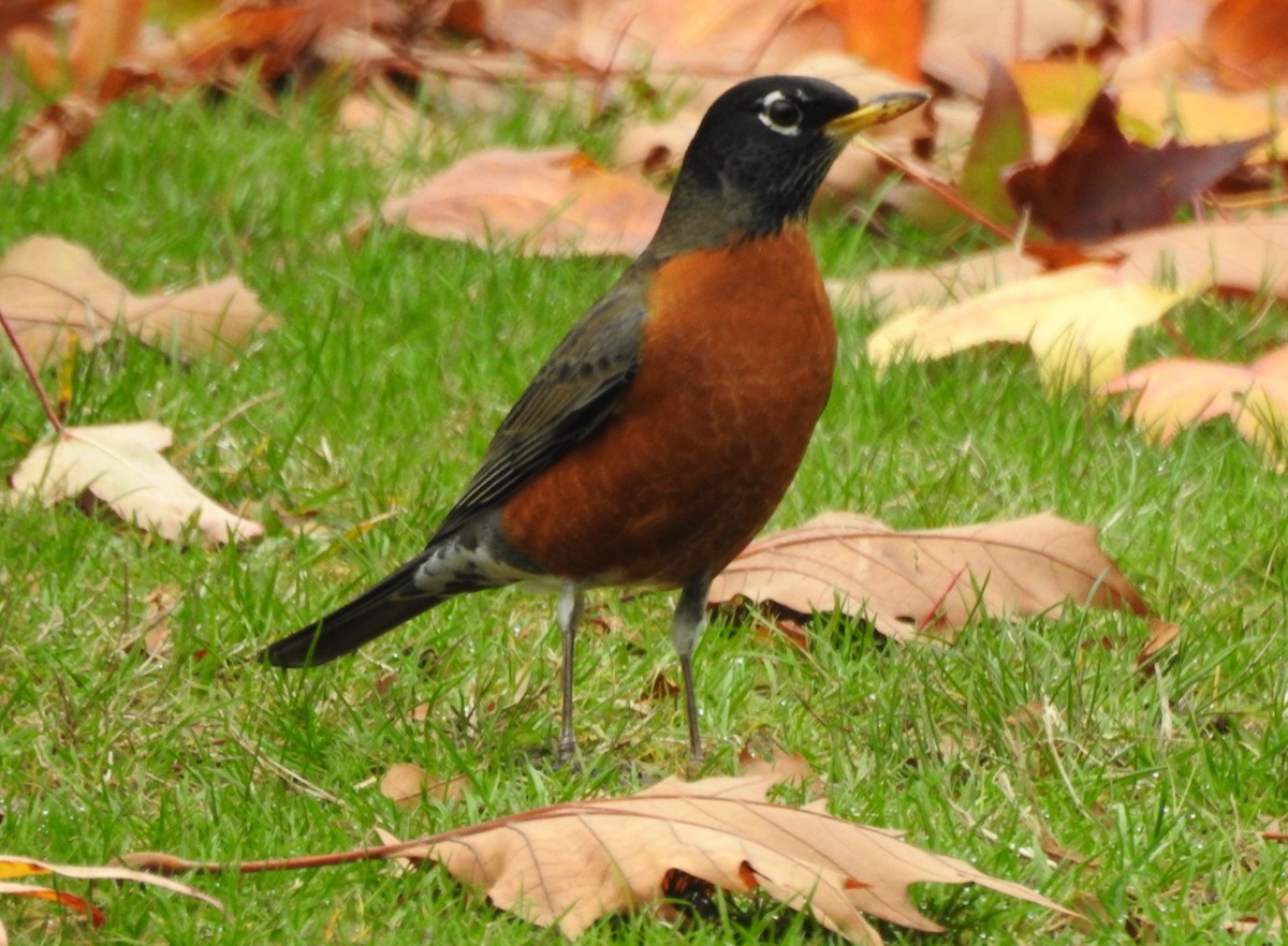 American Robin - ML626941810