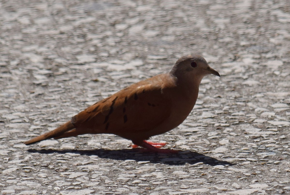 Ruddy Ground Dove - ML626941817