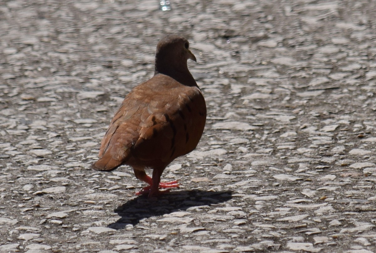 Ruddy Ground Dove - ML626941818