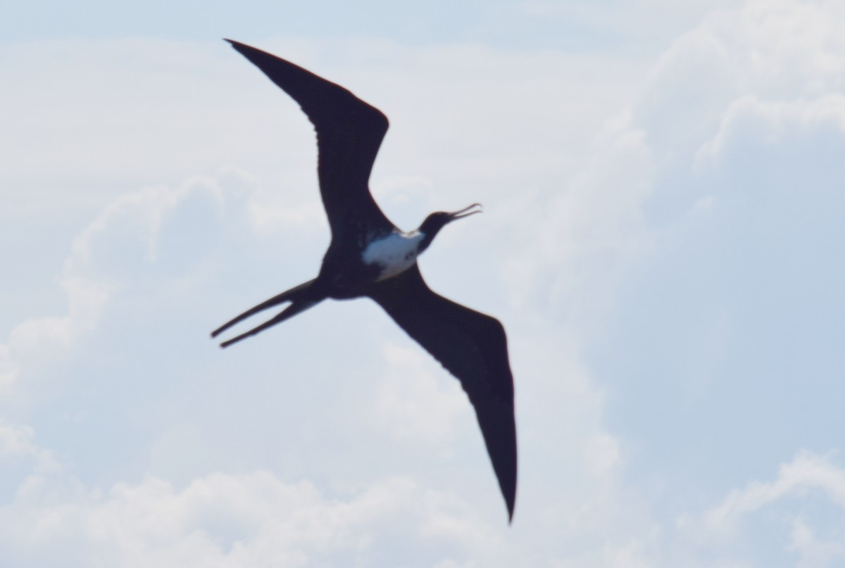 Magnificent Frigatebird - ML626941828